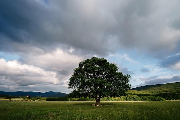 Eenzame oude eik in een veld bij de lentezonsondergang