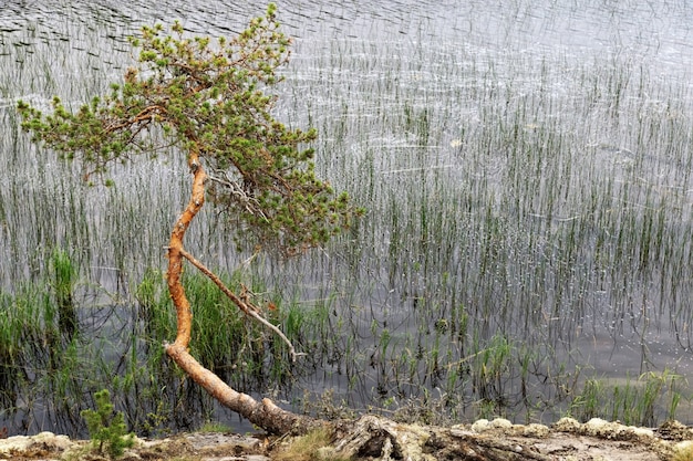 Eenzame pijnboom groeit in de buurt van water.