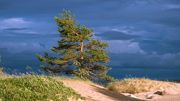 Eenzame pijnboom van een stormachtige lucht op de duinen van de Oostzee