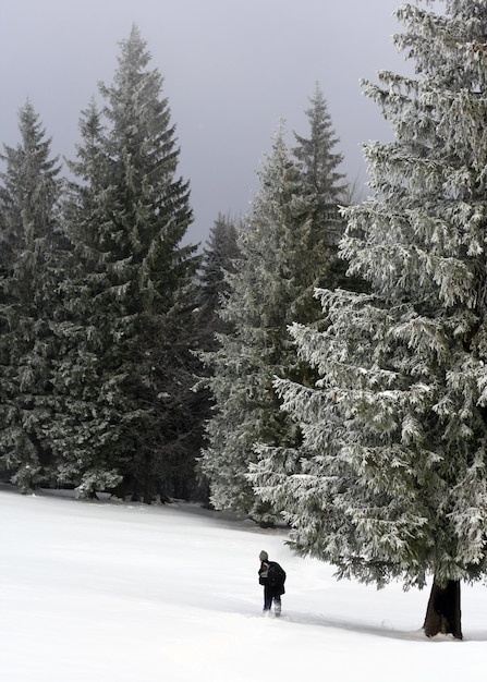 Eenzame reiziger in het besneeuwde bos glijdt tussen pijnbomen en omarmt de schoonheid van wintersport