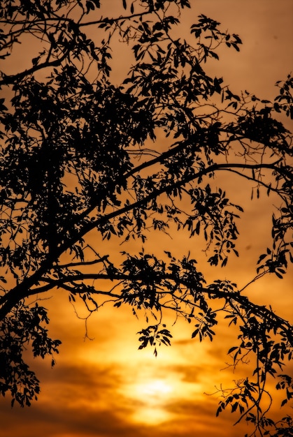Eenzame silhouetboom bij schemeringzonsondergang in tropisch bos,