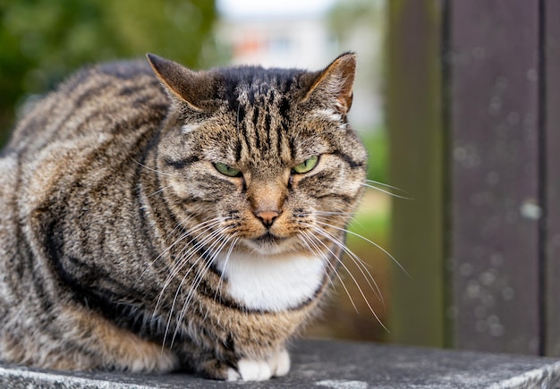 Eenzame trieste gestreepte kat op het hek van het huis