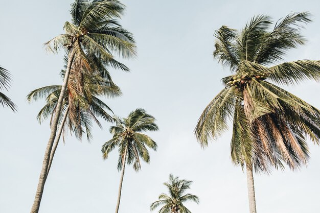 Eenzame tropische exotische groene palmbomen tegen blauwe hemel op winderige dag. Neutrale. Zomer- en reisconcept op Phuket