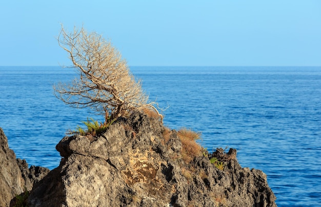 Eenzame verdorde boom op rotstop in de buurt van zomerzee