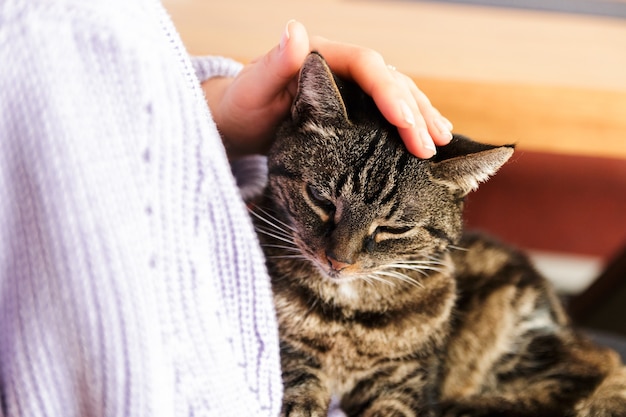 Eenzame verdwaalde kat in menselijke armen die zich geliefd voelen.