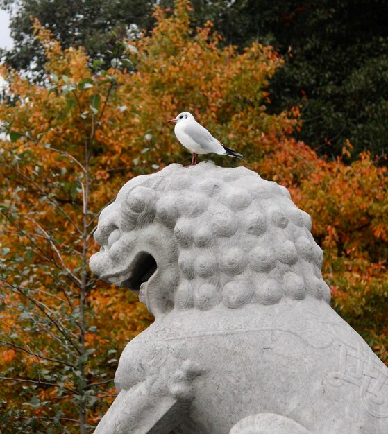 Foto eenzame vogel op stenen leeuw