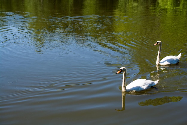 Eenzame vogels leven in de natuurlijke omgeving