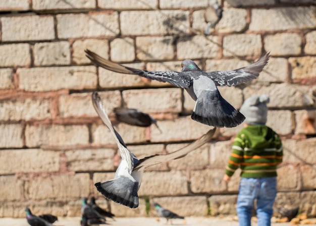 Eenzame vogels leven in een stedelijke omgeving