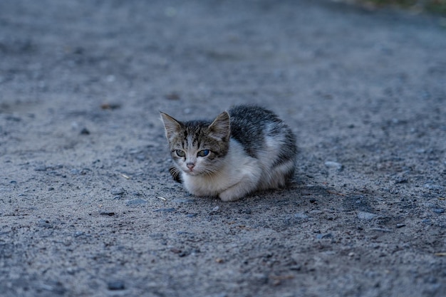 Eenzame witte en grijze verdwaalde kitten zittend in een straat