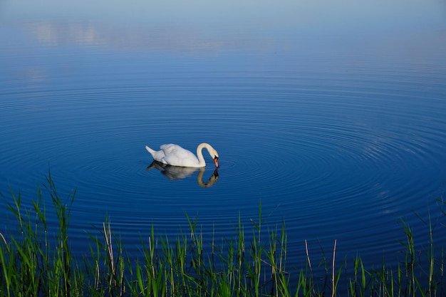 Eenzame witte zwaan zwemt in lakeBird blauw water als achtergrond