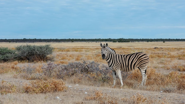 Eenzame zebra die zich en waakzaam in het vroege ochtendlicht bevindt