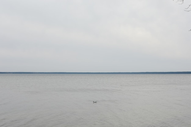 Foto eenzame zeemeeuw op blauwe zeewaterachtergrond voor tekst of ontwerp