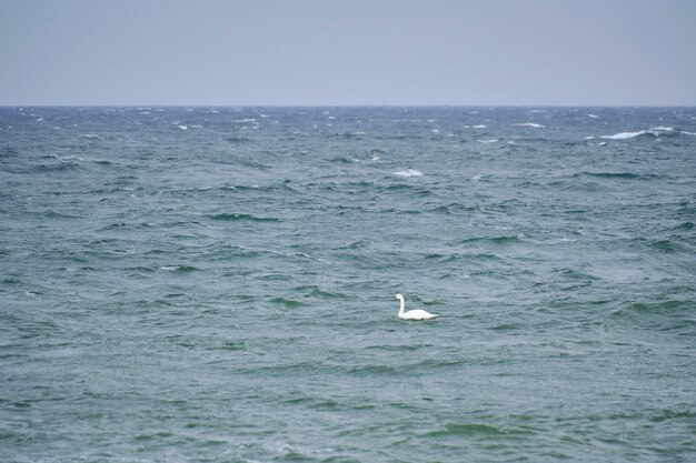 Eenzame zwaan is drijvende golven Oostzee