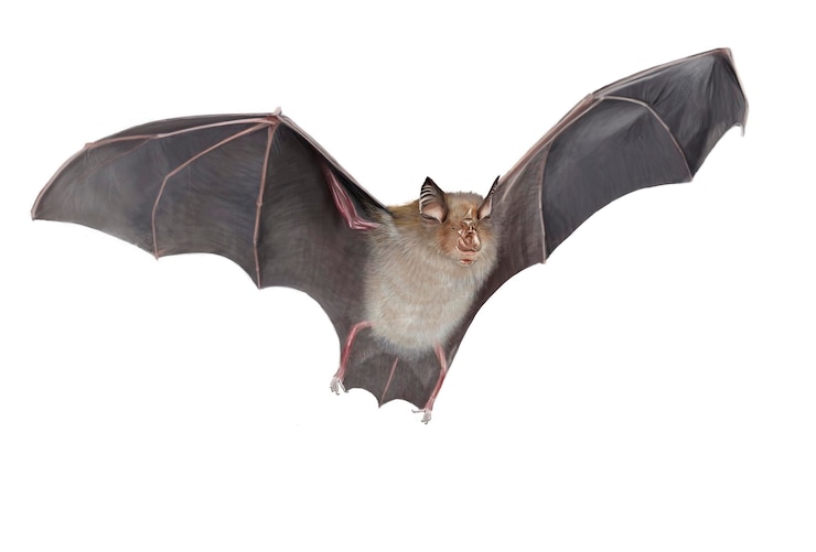 Foto eenzige hoefijzervleermuis