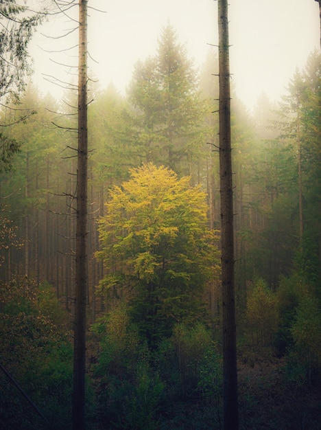 Scenario inquietante dei maestosi alberi ad alto fusto di un'incantevole foresta coperta di smog in francia