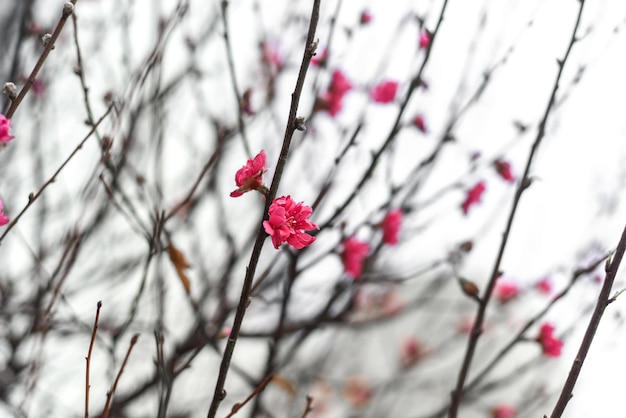 Eerste bloemen van sakuraboom groeien in Vietnam