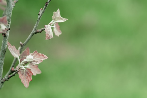 Eerste de lentebladeren op groene vage achtergrond. Vers groen blad. Natuurlijke achtergrond. Koud stemmend.