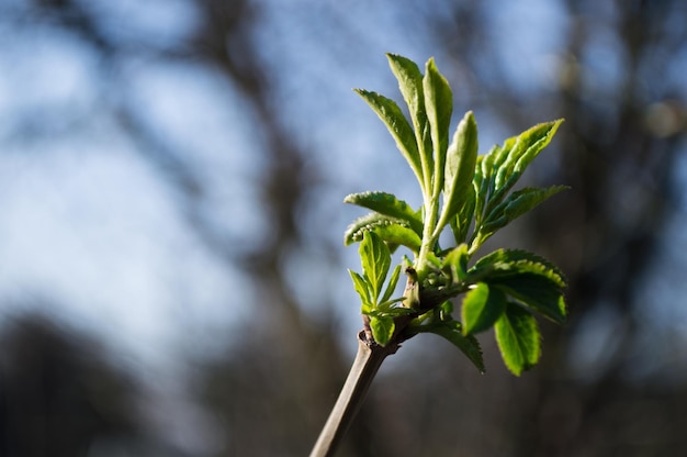 Eerste groene bladeren aan tak van boom groene bladeren close-up met bokeh foto van nieuw leven foto voor earth day in 22 april