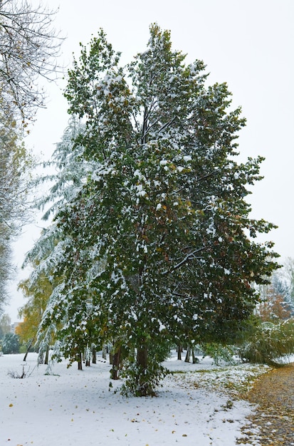 Eerste herfst plotselinge sneeuw in stadspark en grote berk