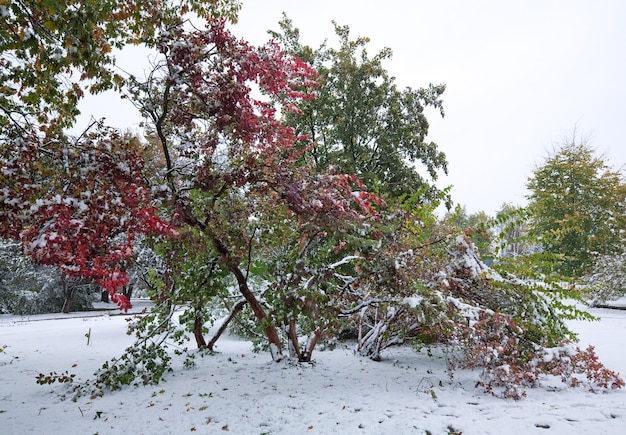 Eerste herfst plotselinge sneeuw in stadspark