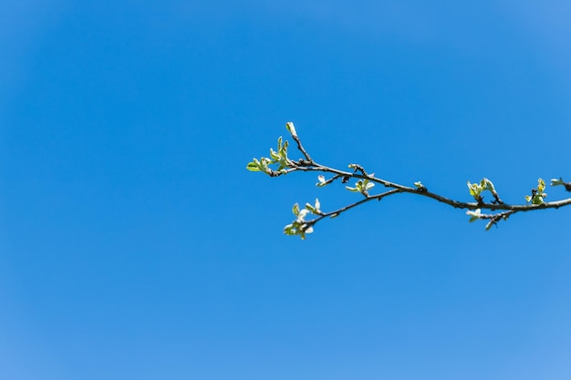 Eerste knoppen op bomen in het vroege voorjaar op blauwe hemelachtergrond, vers groen gebladerte, de natuur ontwaakt eerst l