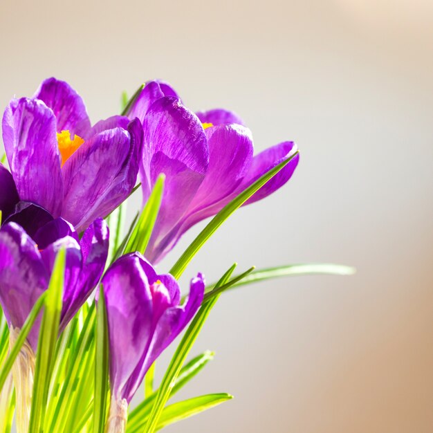 Eerste lente bloemen boeket van paarse krokussen