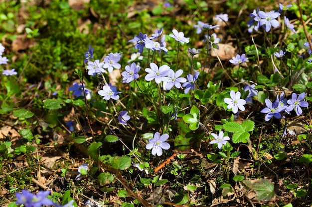 Eerste lente bloemen paarse bloemen groeien in het bos