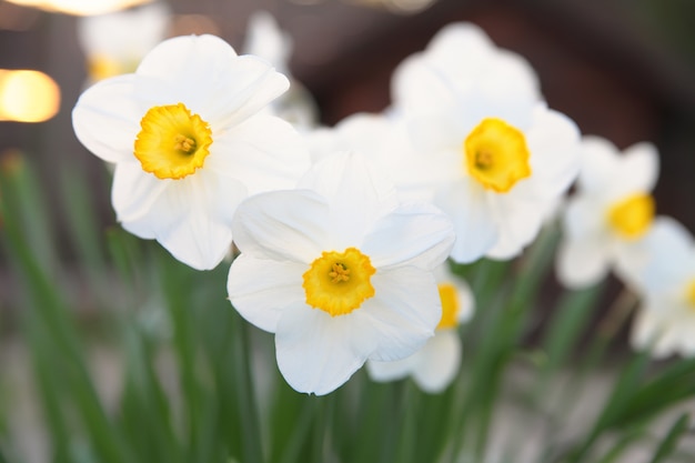 Eerste lente bloemen witte narcissen.