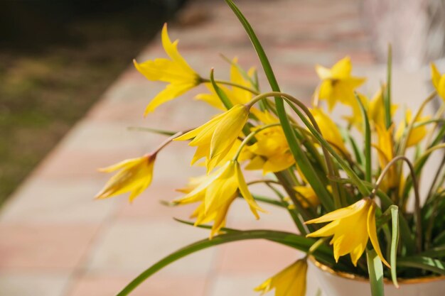 Eerste lente gele lentebloemen sneeuwklokjes