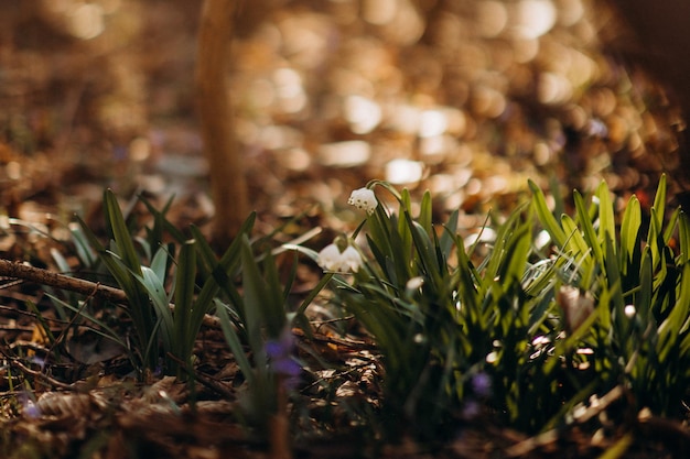 eerste lente sneeuwklokjes bloemen