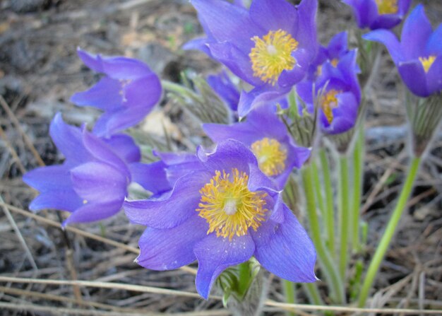 Eerste lentebloem violet Pulsatilla patens bloei van bos van Siberië. Bloesem van jonge paarse anemone patens van Ranunculaceae en bladeren.