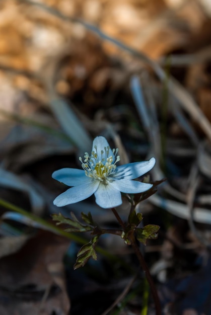 Eerste lentebloemen Gazon met sneeuwklokjes