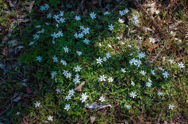 Eerste lentebloemen Gazon met sneeuwklokjes