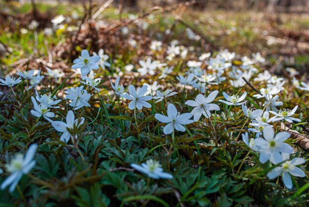 Eerste lentebloemen Gazon met sneeuwklokjes