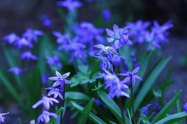 Eerste lentebloemen in de tuin. Blauwe sneeuwklokje bloesem bloeit in het vroege voorjaar. Scilla siberica. Lente concept