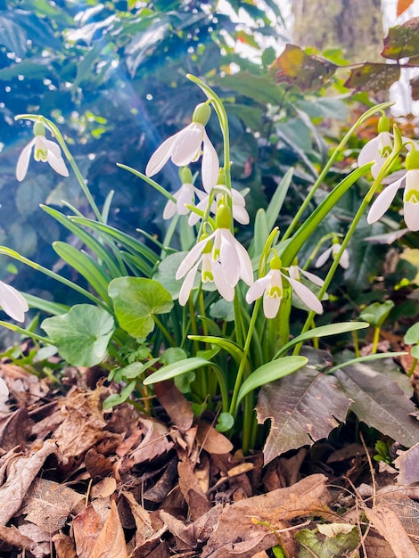 eerste lentebloemen in het bos, macrobeeld, ondiepe scherptediepte