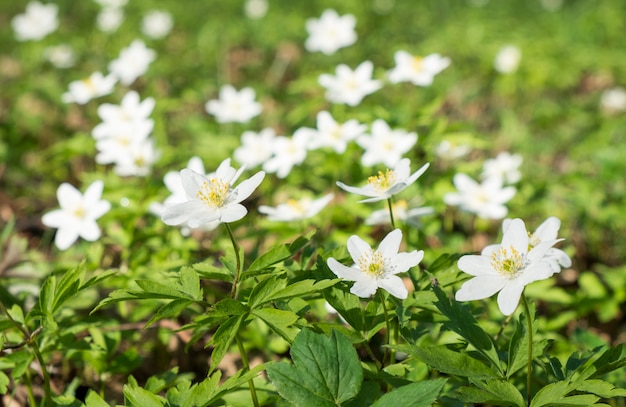 Eerste lentebloemen