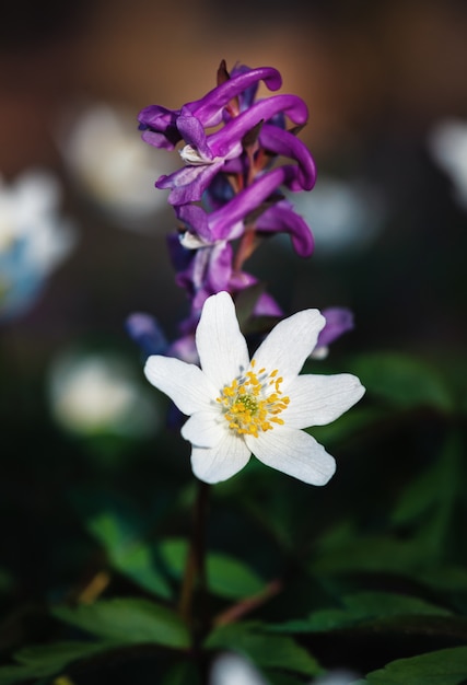 Eerste lentebloemen