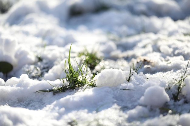 eerste lentegras met sneeuwbedekking