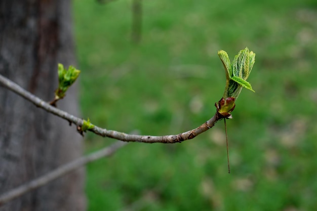 Eerste lenteknoppen Het eerste lenteblad bloeide op een tak