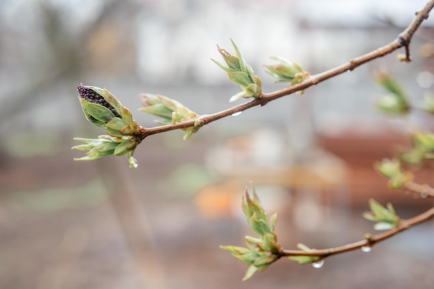 Eerste lenteknoppen van sering in het vroege voorjaar op onscherpe achtergrond