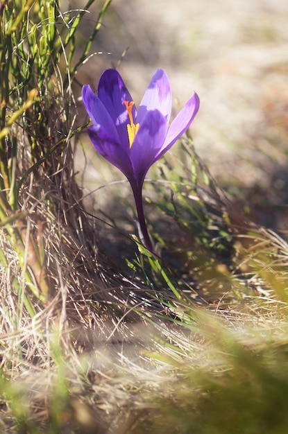 Eerste lentekrokusbloem in het gras