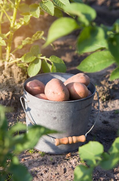 Eerste oogst van aardappelen in de tuin