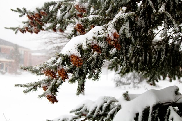 Eerste sneeuw dennenappels boom natuur winter