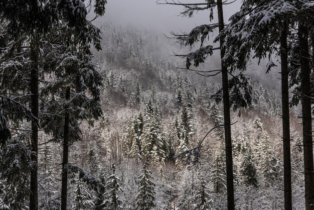 Eerste sneeuw in de bergen