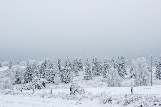 Eerste sneeuw in het bos.