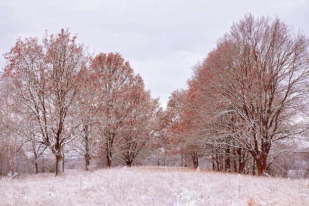 Eerste sneeuw in het herfstpark. Herfstkleuren op de bomen.