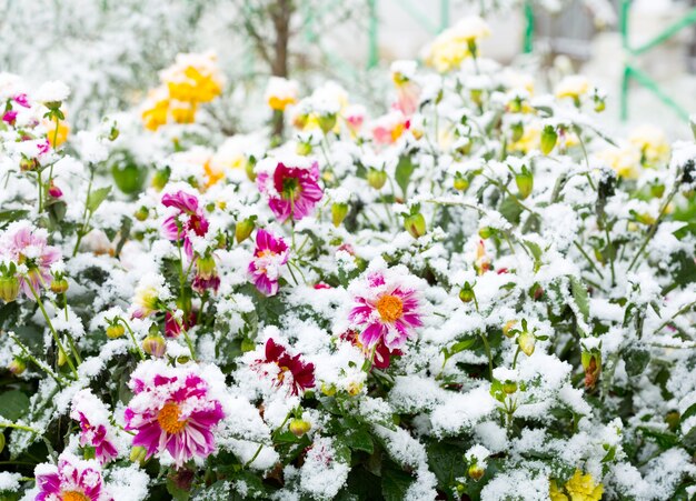 Eerste sneeuw op de bloemen in een tuin