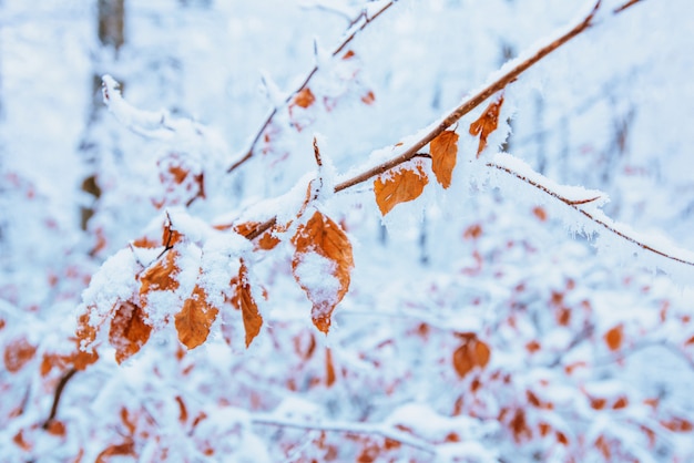 Eerste sneeuw op de herfstbladeren