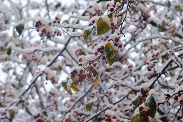 Eerste sneeuw op de herfstbomen, takken en bladeren van de straten van de stad